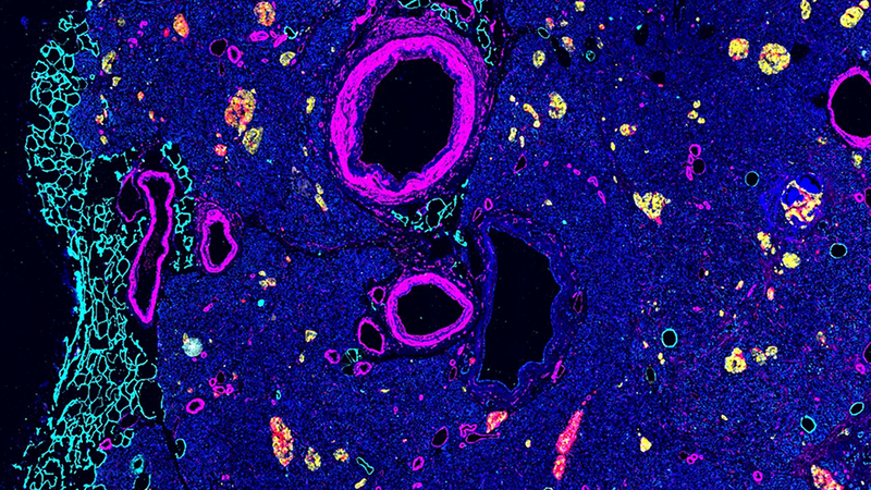 Single Cell Biology