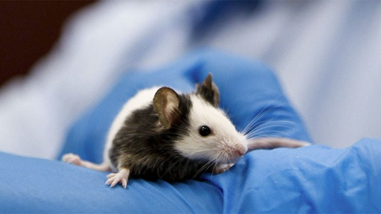 Our mice, our hope